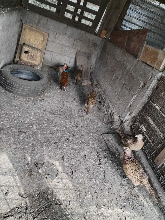 Fazani comun, recomandat consumului sau crescatorie