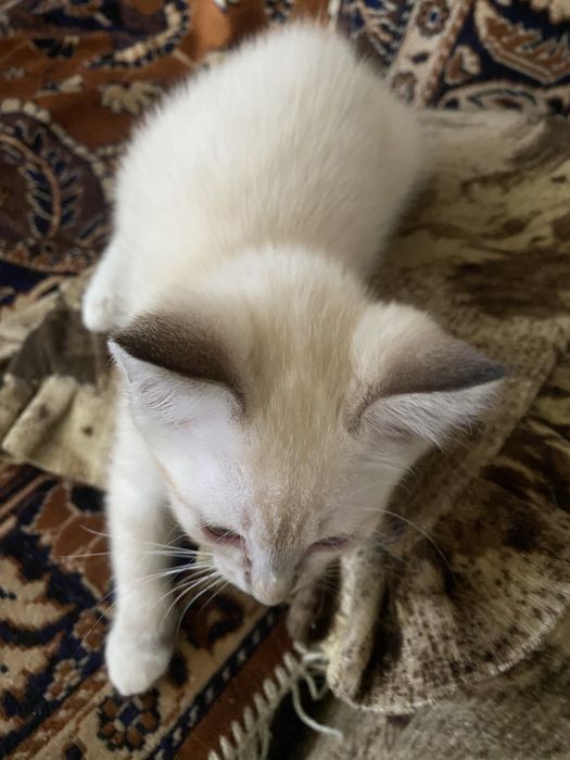 Отдам котят в хорошие руки
