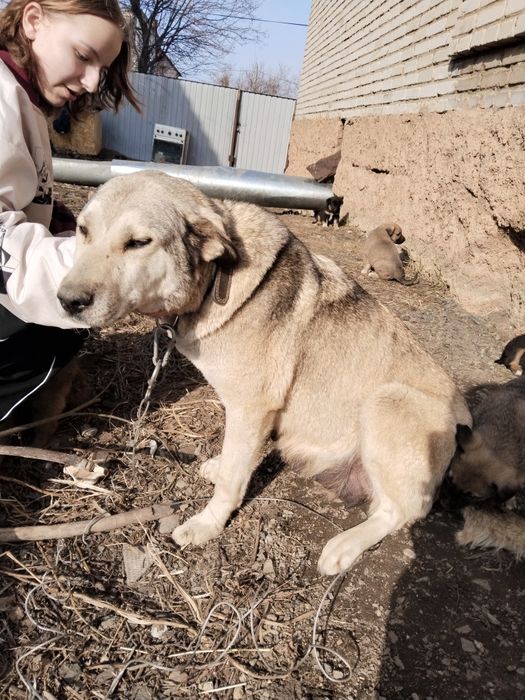 Щенки от крупной собаки