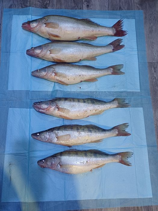 Свежая рыраз Судак