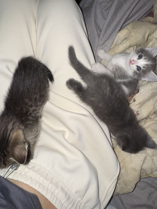 Котёнок кошка кзо