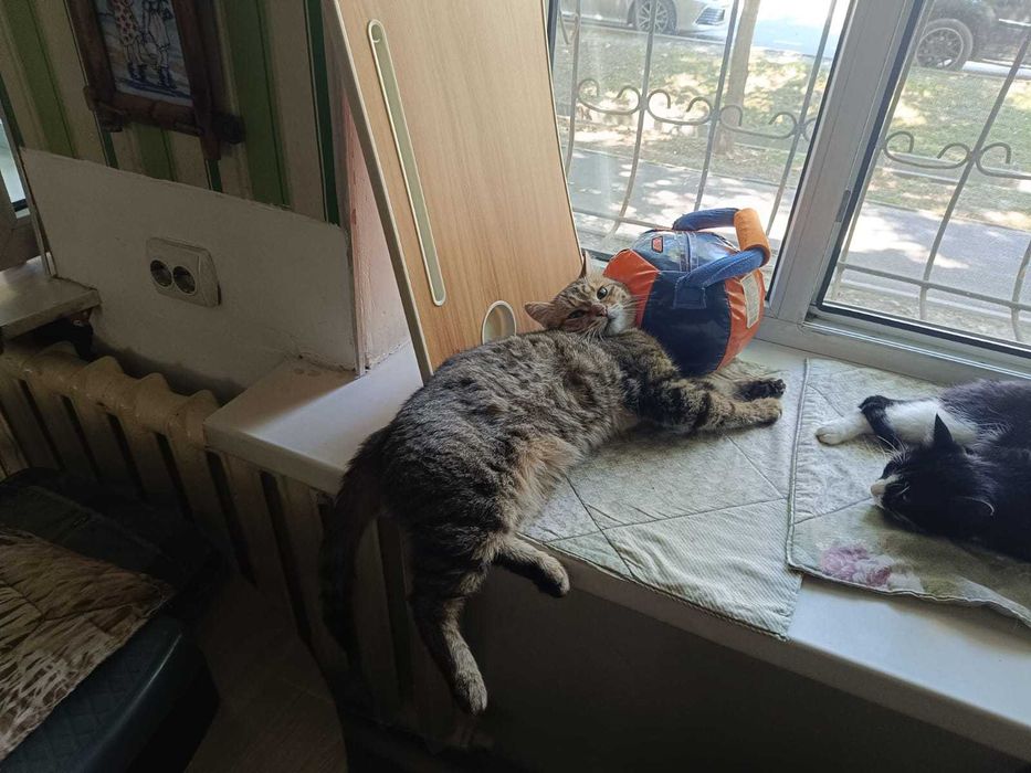 Отдам кота в хорошие руки