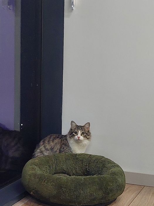 Котенок мальчик кастрированный
