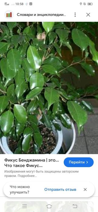 Комнатные цветы .