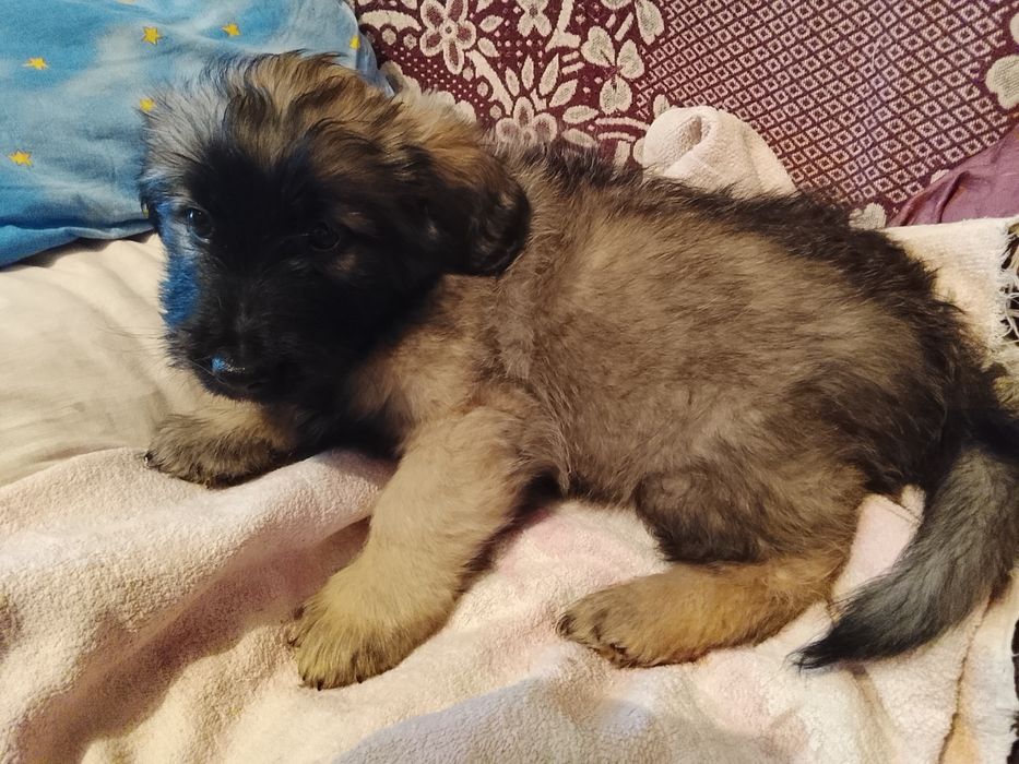 Щенки очень симпатичные метисы