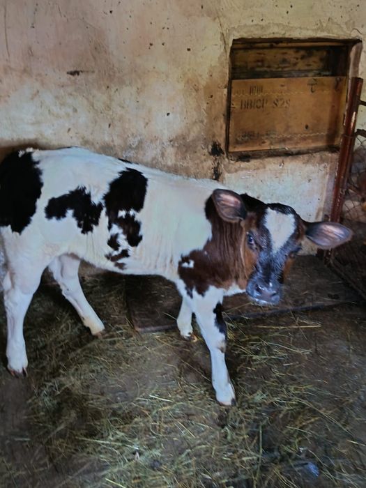 Vită Belgian Blue – vițea tânără