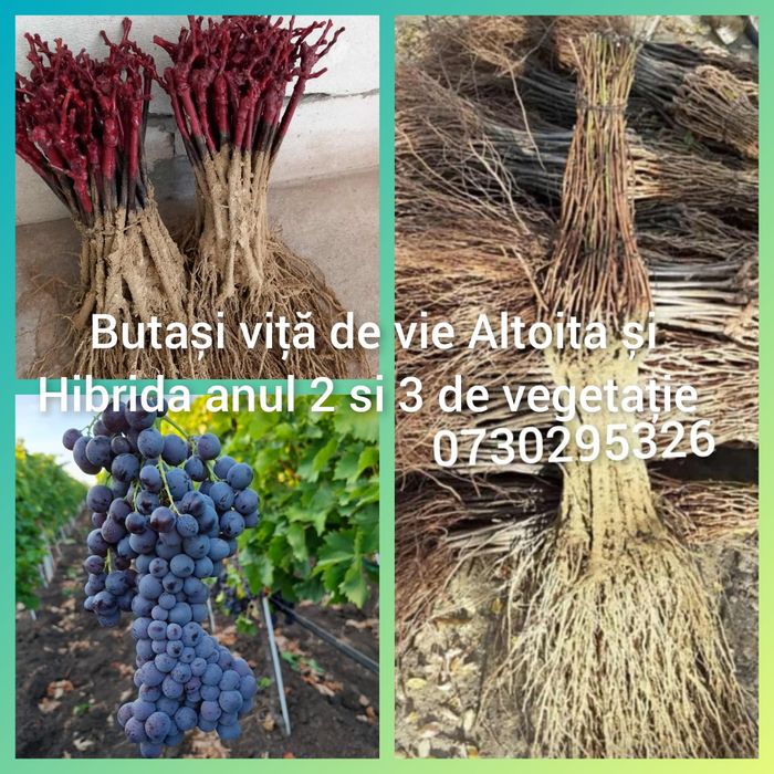 Vând Butași viță de vie Altoita și Hibrida Autorizata si Certificată