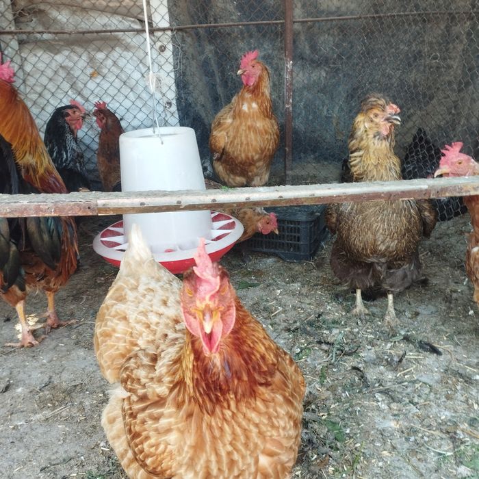 Продам куры домашние