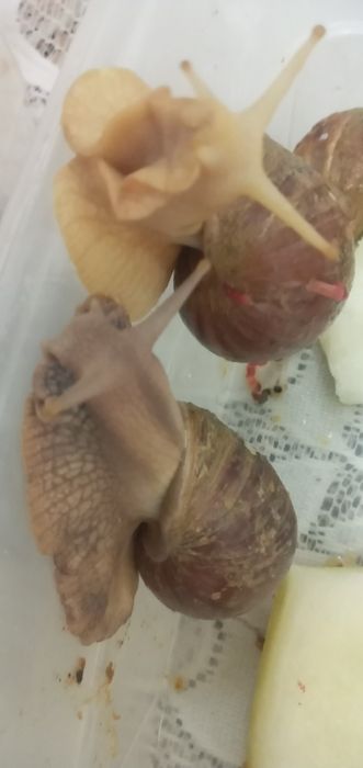 Улитка сотилади 8,9см см