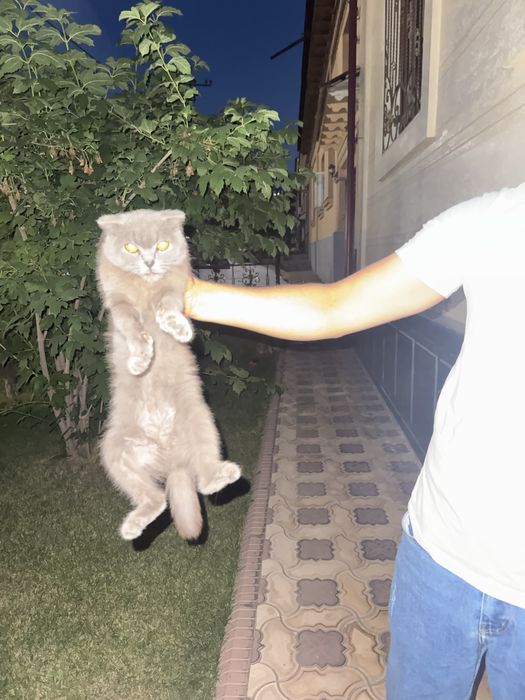 Zotli mushu seriy