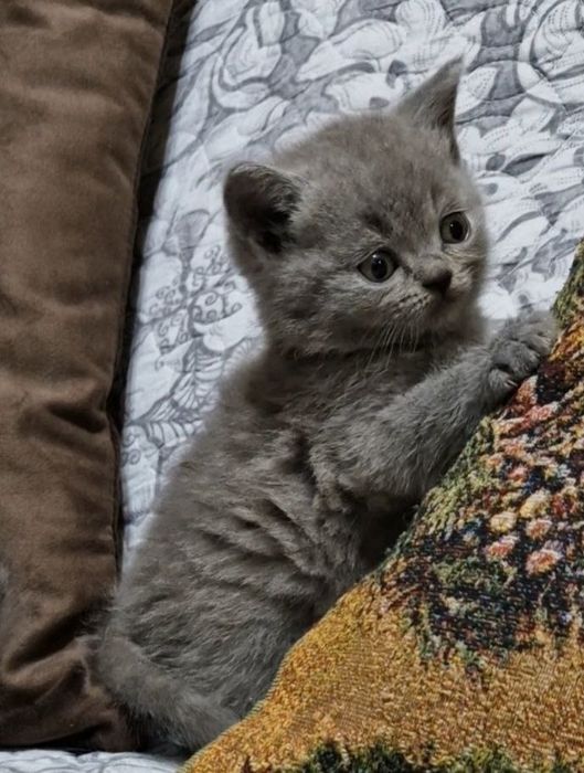 Продаются чистокровные Британцы