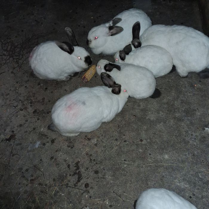 Vând 10 cocoși tineri