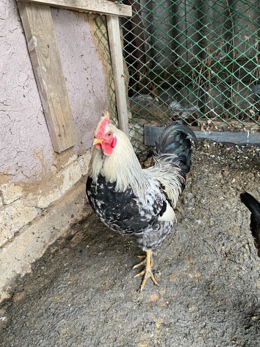 Продам петухи домашние