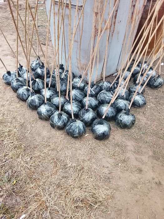 Саженцы березы 9000