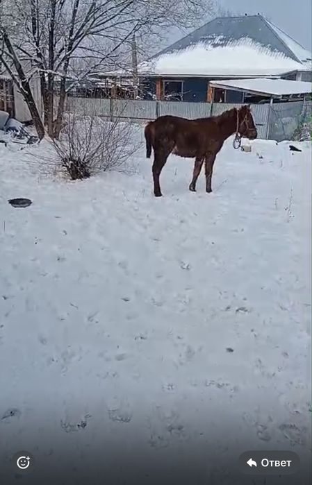 бір жасар тай сатылады