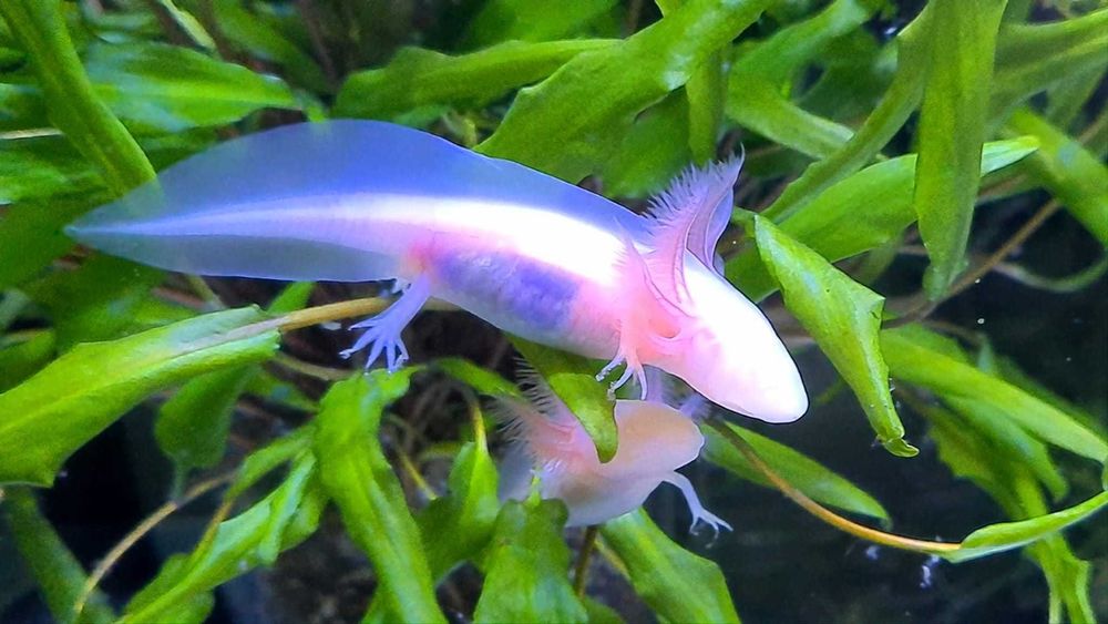 Vând pui AXOLOTL Albino – Salamandră Mexicană