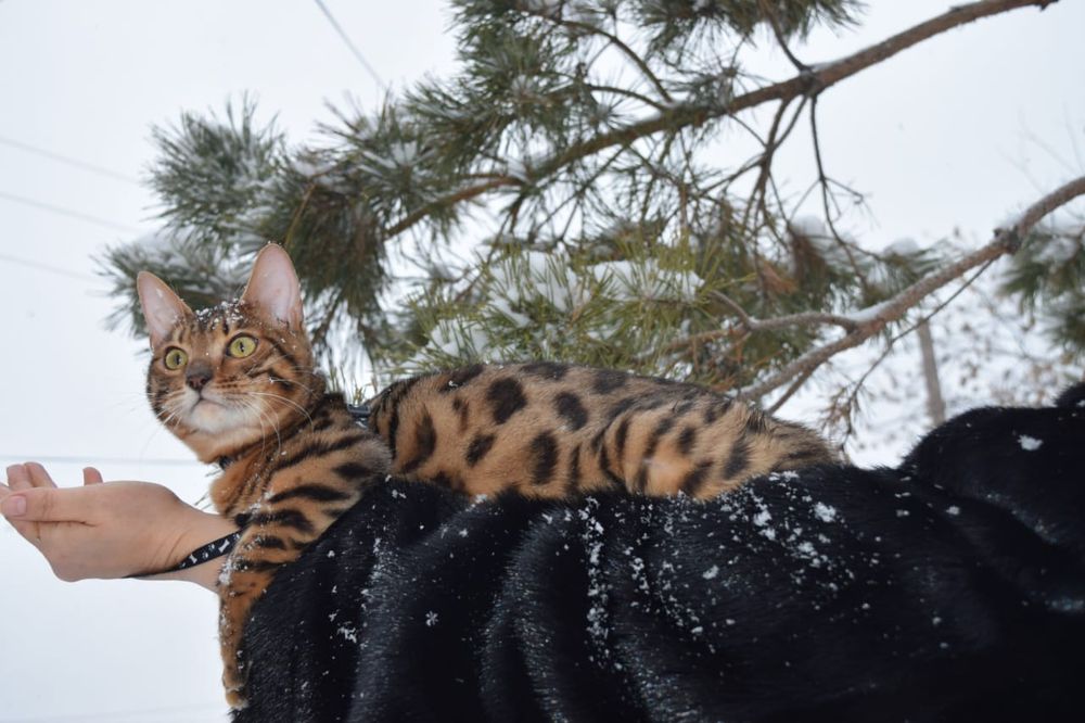 Молодая бенгальская кошка.