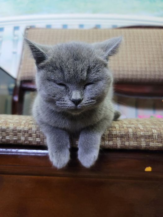 Кошка животные ..