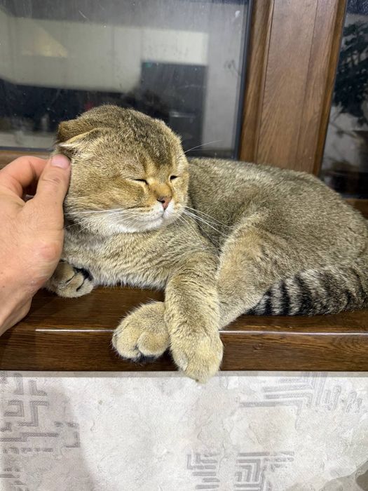 Золотая шиншелла