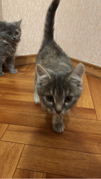 Отдам в добрые руки котят