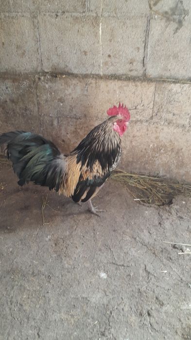 Продам карлик шустрый