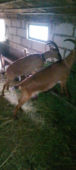 Capre Alpine de vânzare bune de lapte tinere. Capre la a doua fătate.