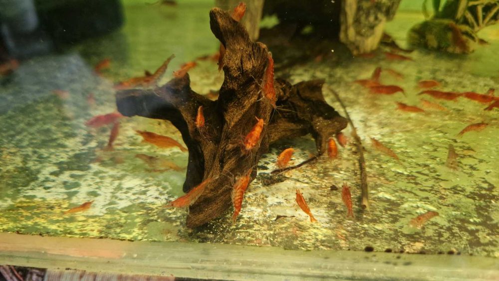 Продавам червени скариди/ ред чери/ ред сакура