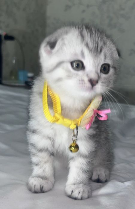 Мушук   болалари