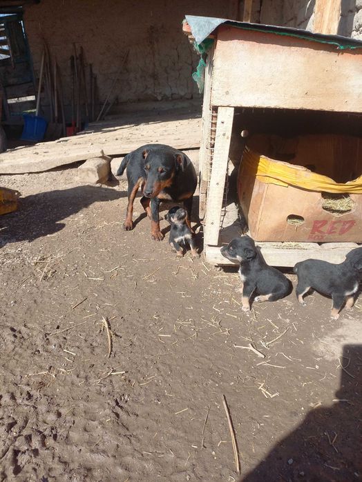 Щенки Яхтерера, 1-месяц