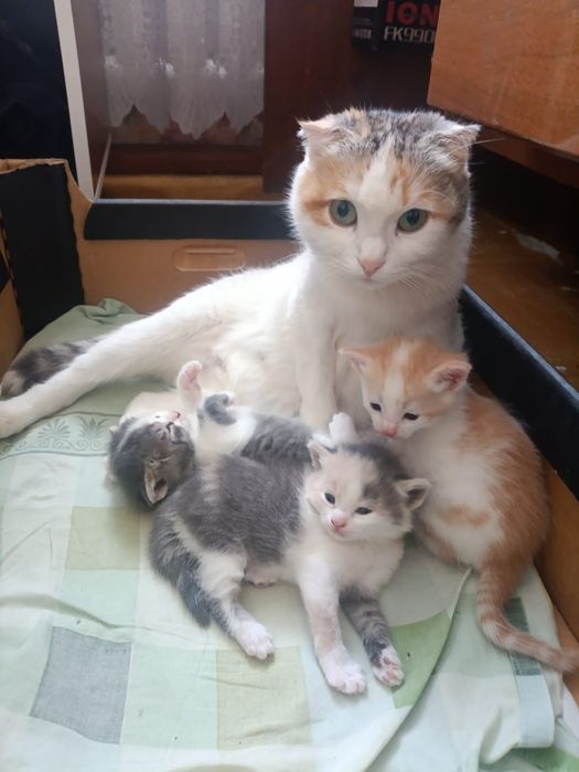 Котенок девочка трехцветка
