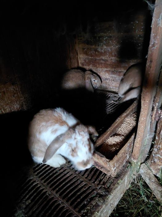 Породисти зайци ...