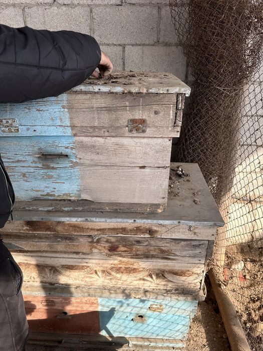 Ари яшик холати яхши