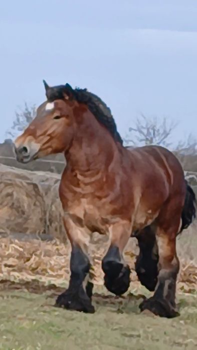 Armăsar de montă