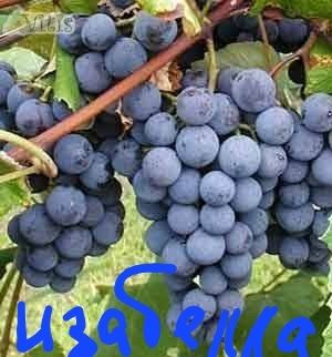 Саженцы винограда