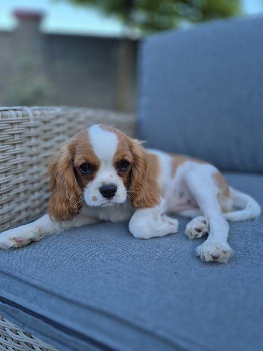 Cavalier king charles
