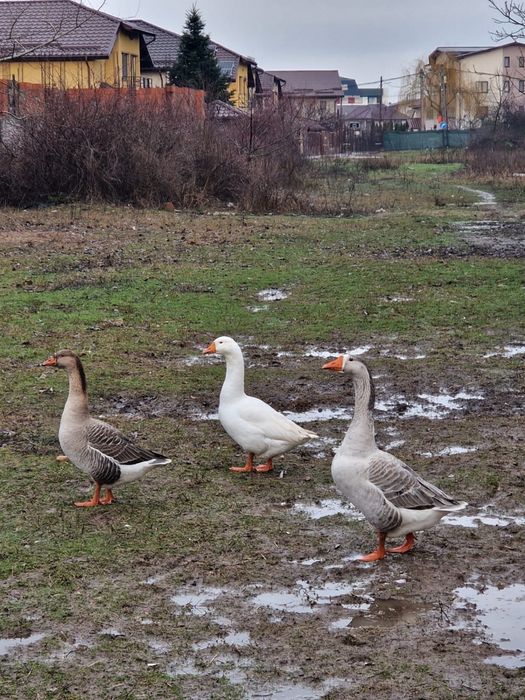 Vand doua gaste si un gascan