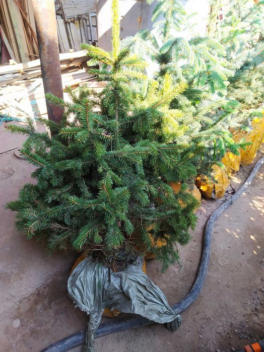 Голубой ель оптом и розницу