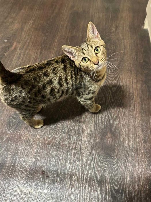 Котенок в Добрые Руки!