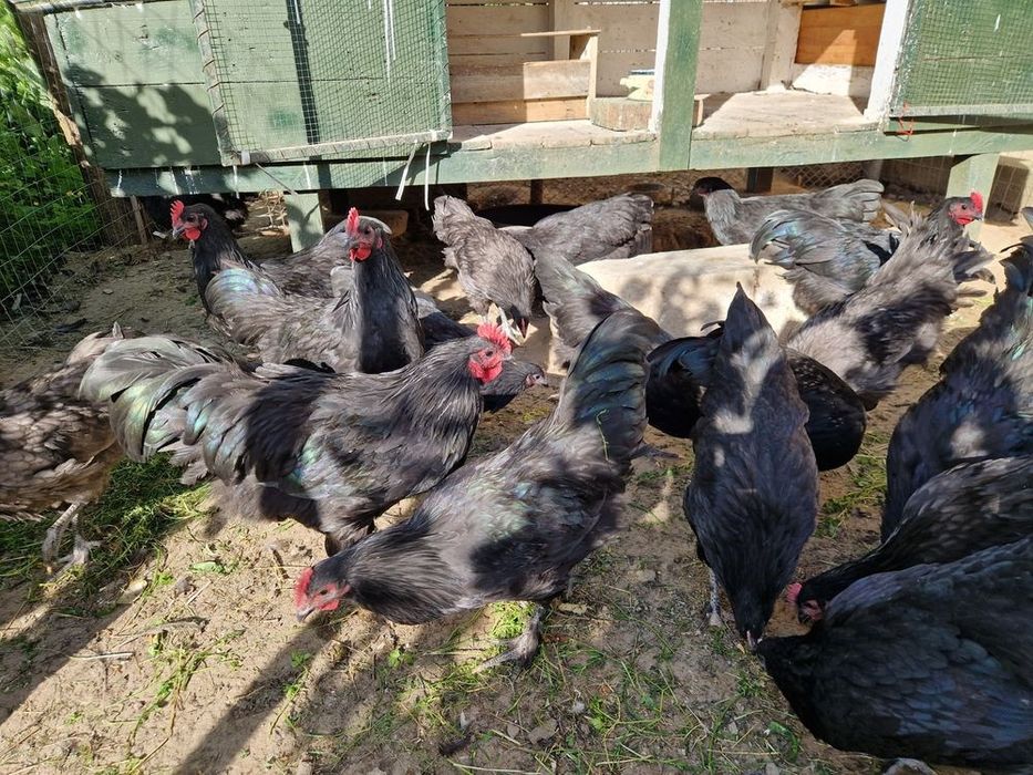 Cocoș Australorp 6 luni