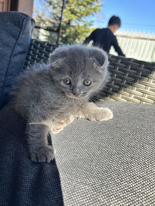 Pui Scottish fold