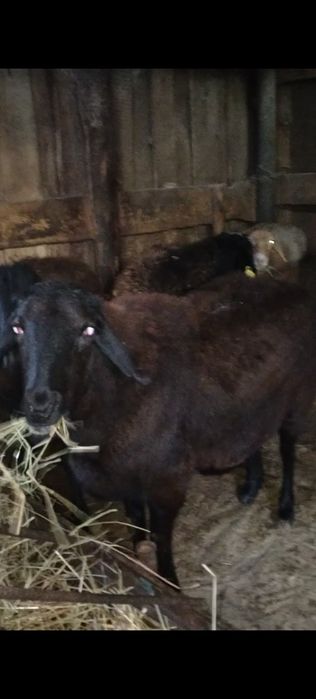 Продам баран гисар маладых