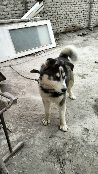 Собака хаски 1.5 млн