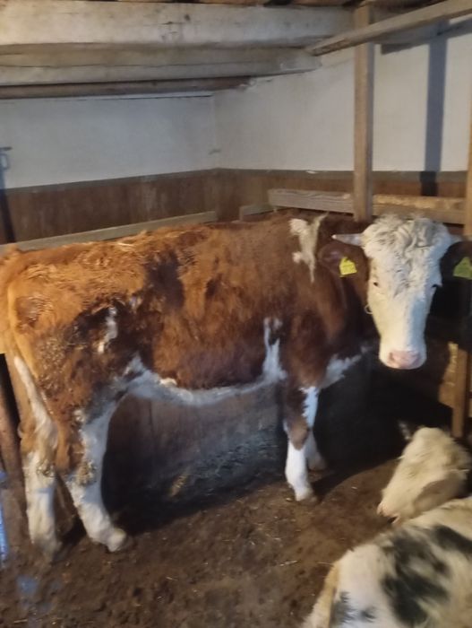 De vânzare junincă