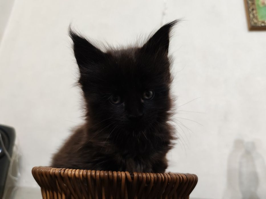 Продаются котята Мейн кун