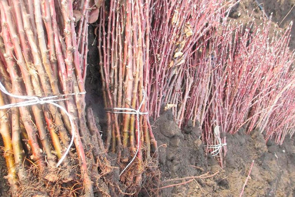 Мевали дарахтлар кучатлари