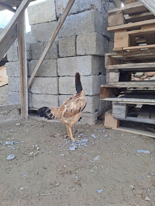 Бойцовская курица