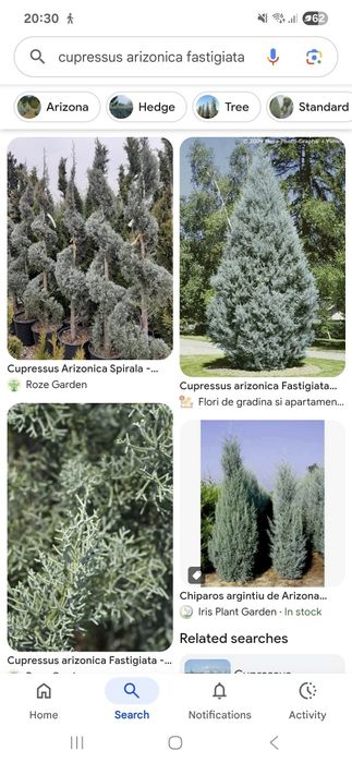 Cupressus Arizonica Fastigiata 150 cm, 11 bucăți
