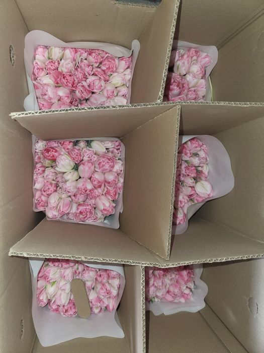 Тюльпаны цена 750 тг 1шт