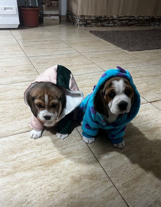 Doi căței rasa beagle își caută familie