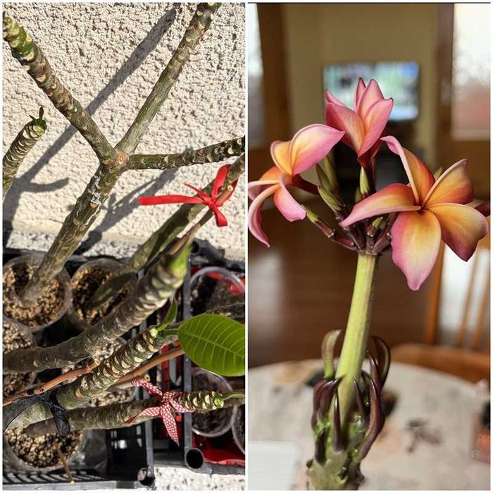 Плумерия (Frangipani) – Хавайско цвете